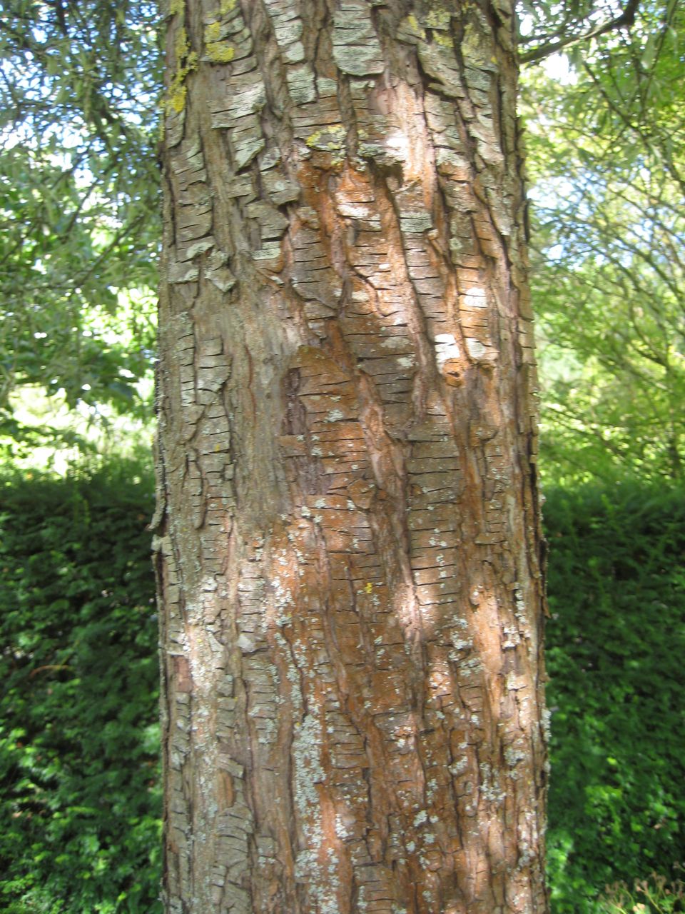 Pyrus salicifolia - Freising-Vötting - Juli 2023