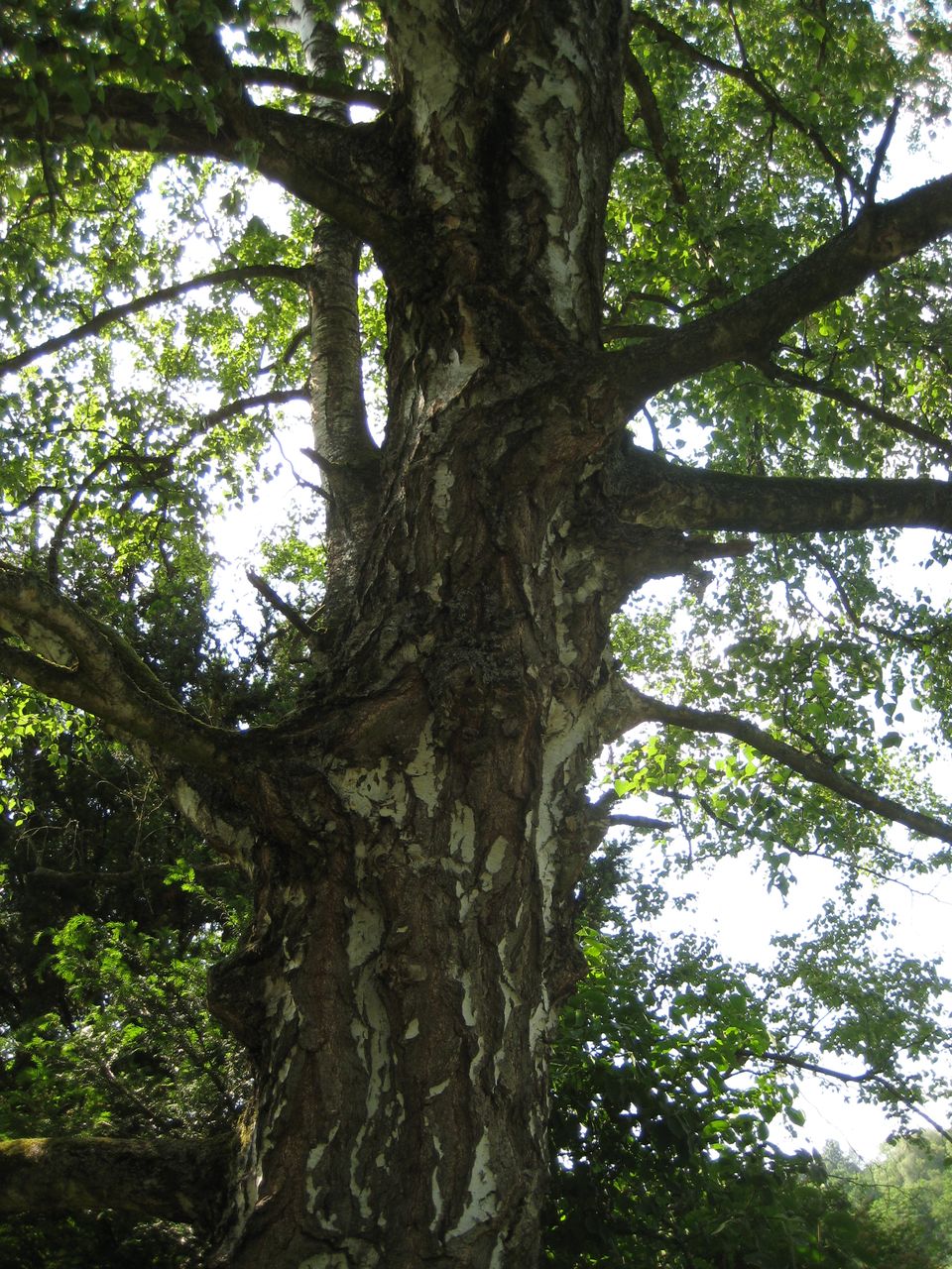 Betula pendula - Nandlstadt-Wadensdorf - Juni 2023