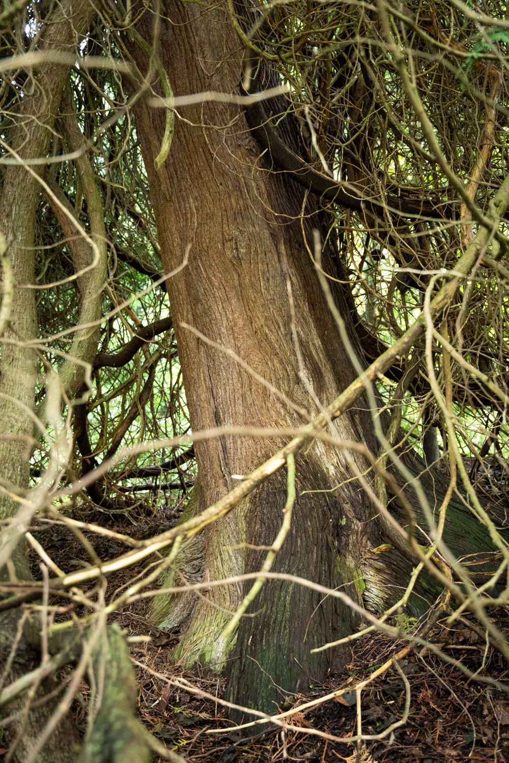 occidentalis Thuja