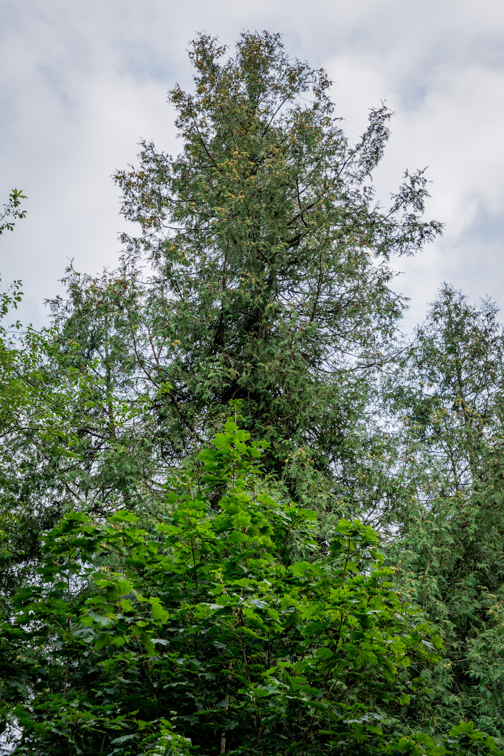 Thuja occidentalis - Bopfingen-Baldern - August 2023