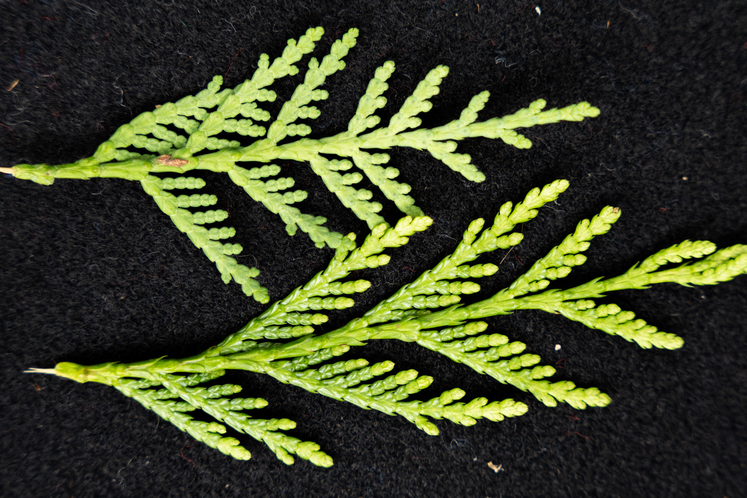 Thuja occidentalis - Bopfingen-Baldern - August 2023