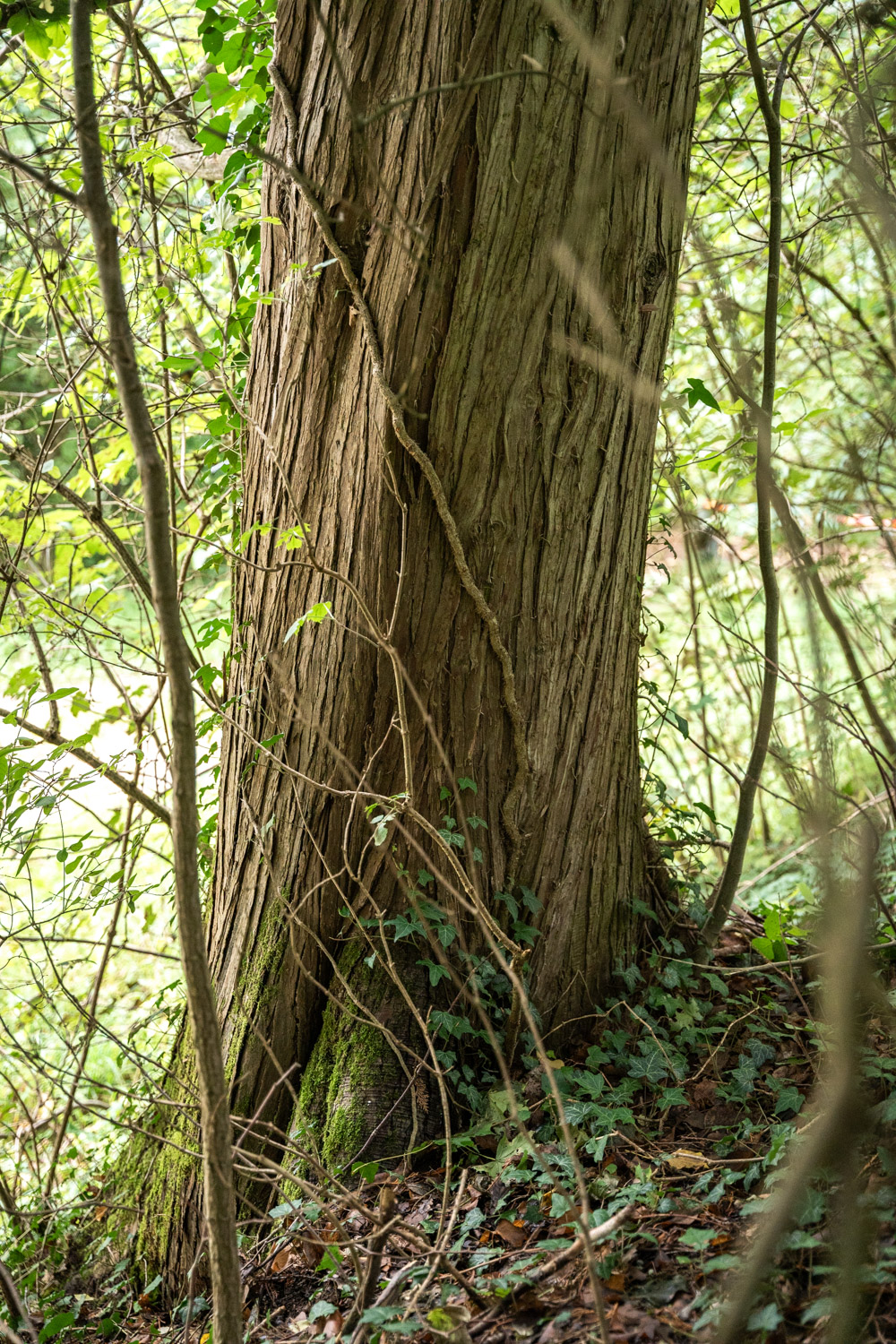 Cupressus nootkatensis