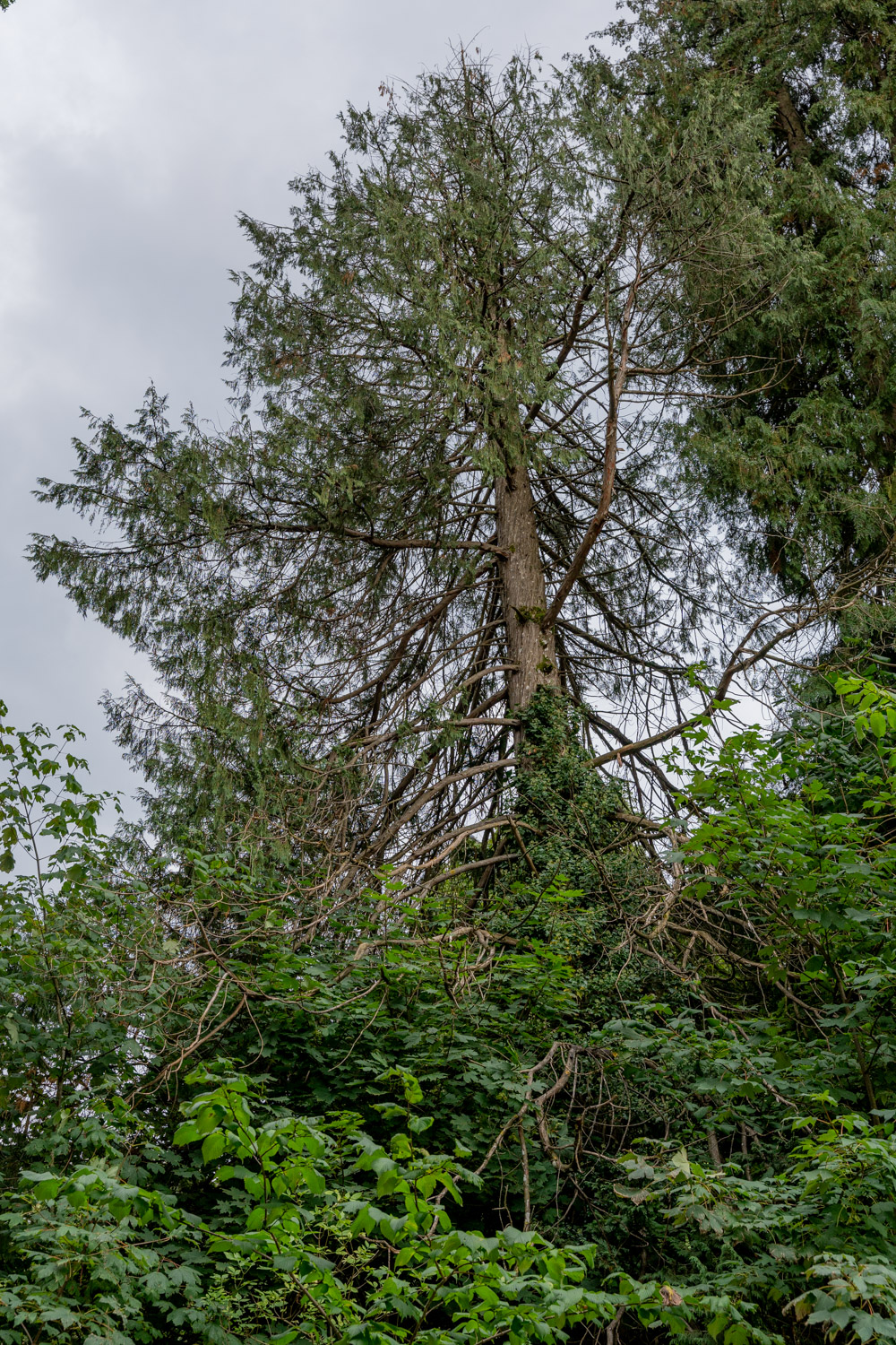 Xanthocyparis nootkatensis - Bopfingen-Baldern - August 2023
