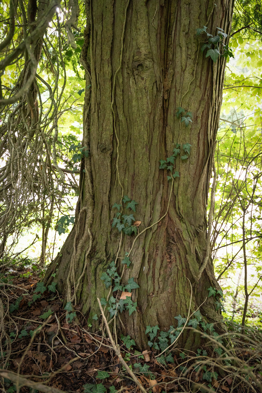Chamaecyparis lawsoniana
