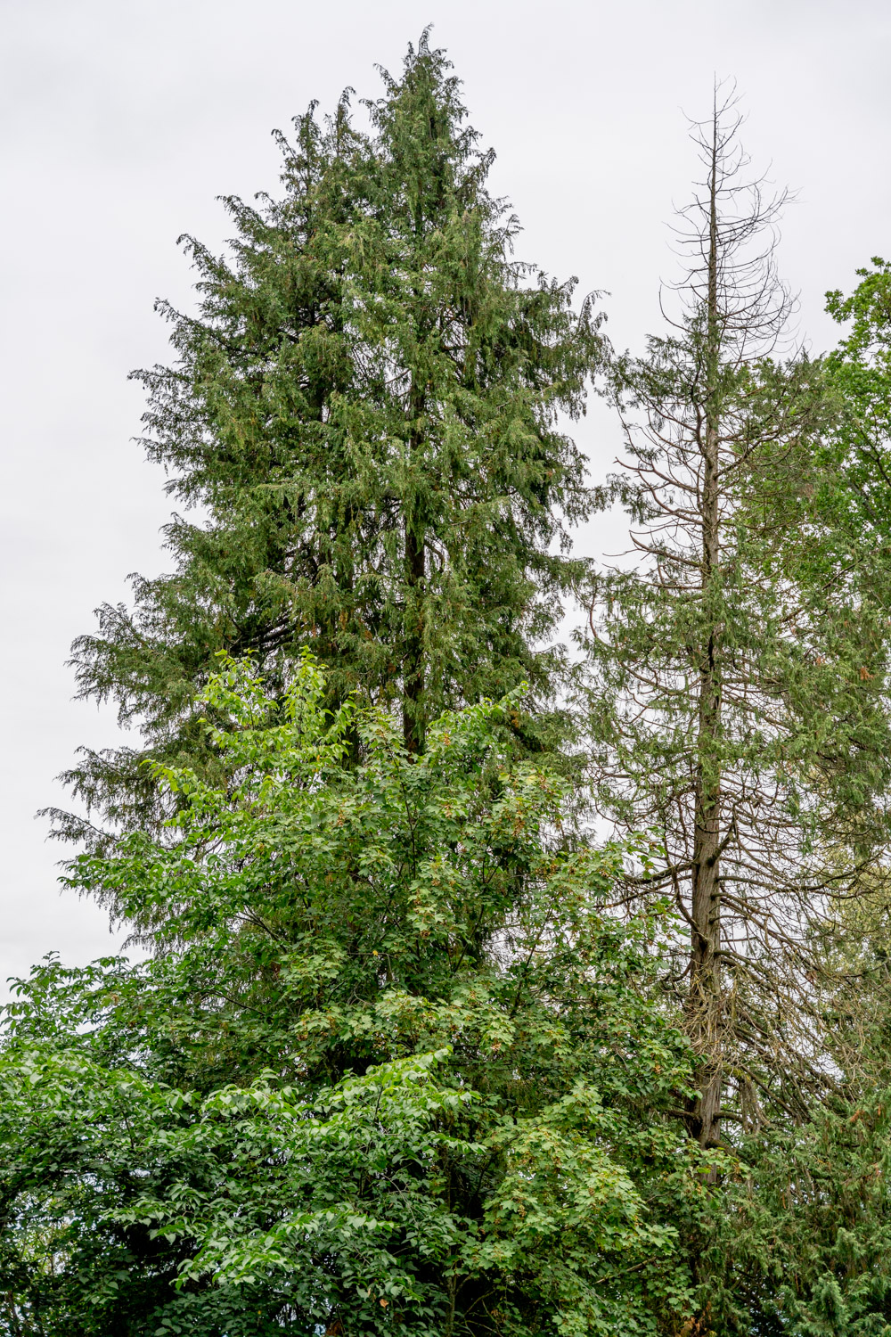 Chamaecyparis lawsoniana - Bopfingen-Baldern - August 2023