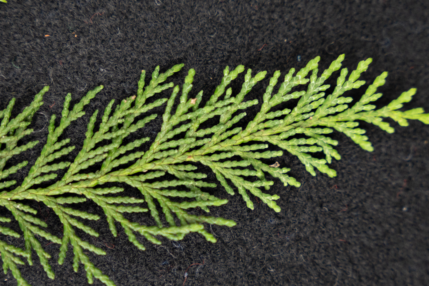 Chamaecyparis lawsoniana - Bopfingen-Baldern - August 2023