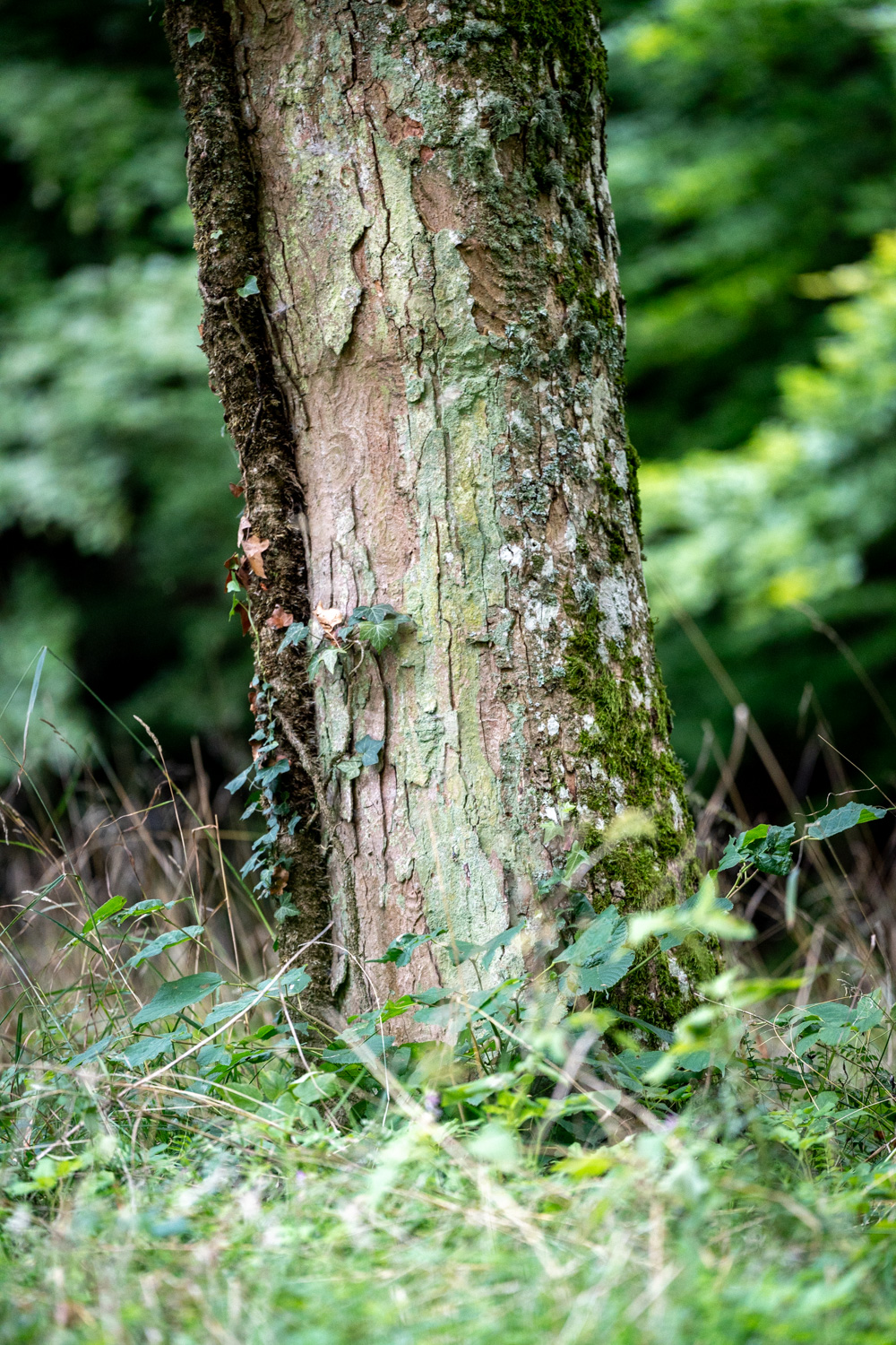 'Leopoldii' Acer pseudoplatanus