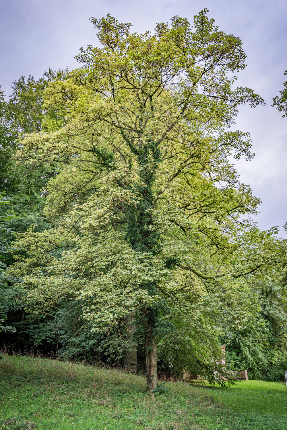 Acer pseudoplatanus 'Leopoldii' - Bopfingen-Baldern - August 2023