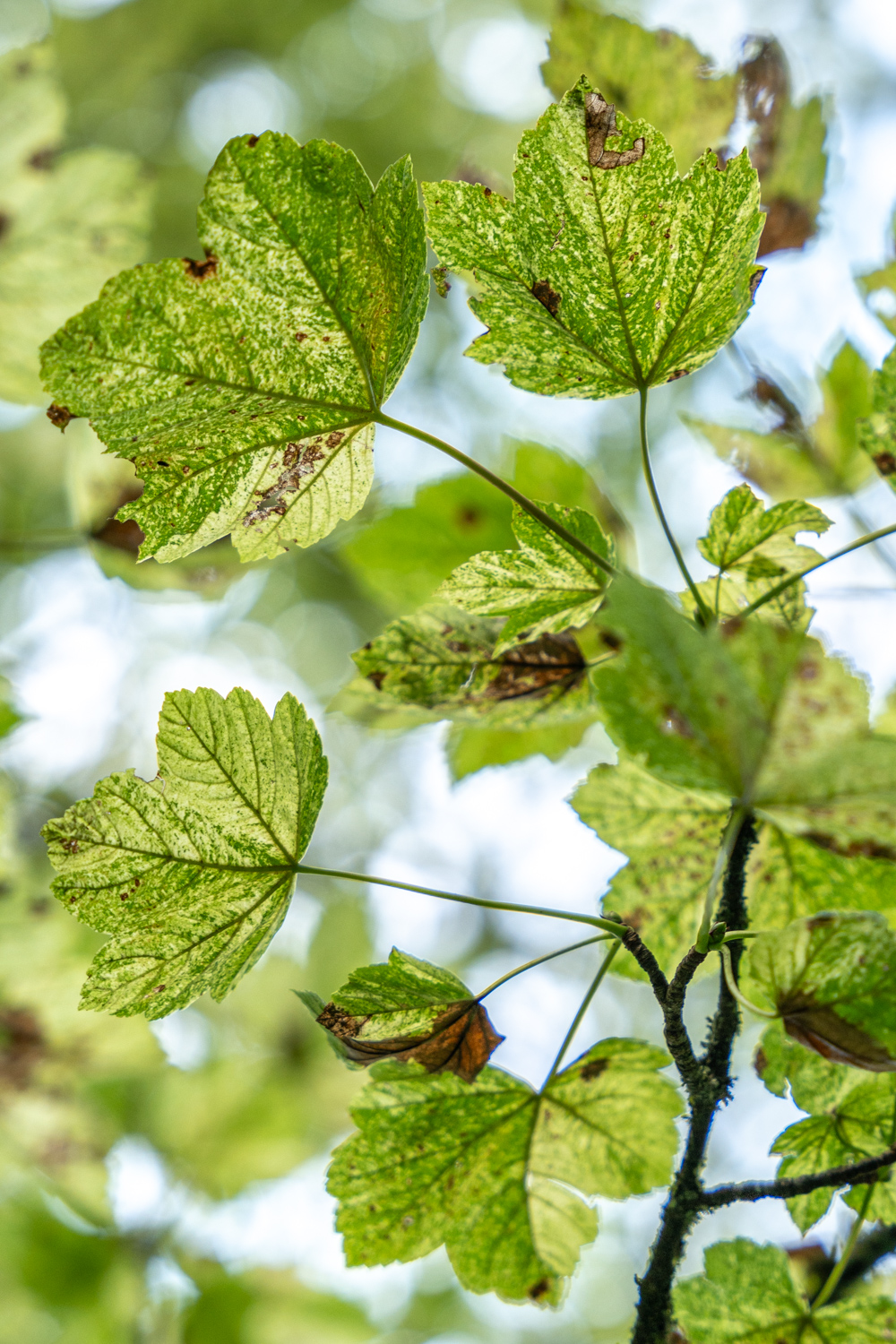 Acer pseudoplatanus 'Leopoldii' - Bopfingen-Baldern - August 2023