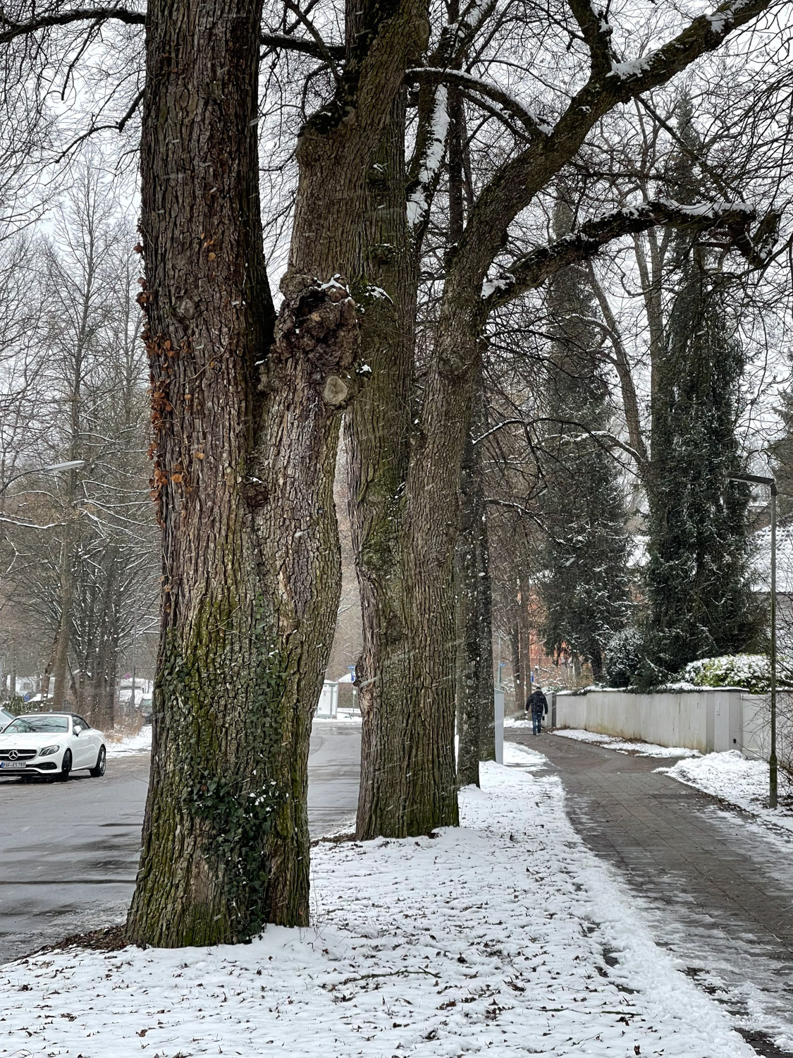 Ulmus minor - Ingolstadt - Januar 2022