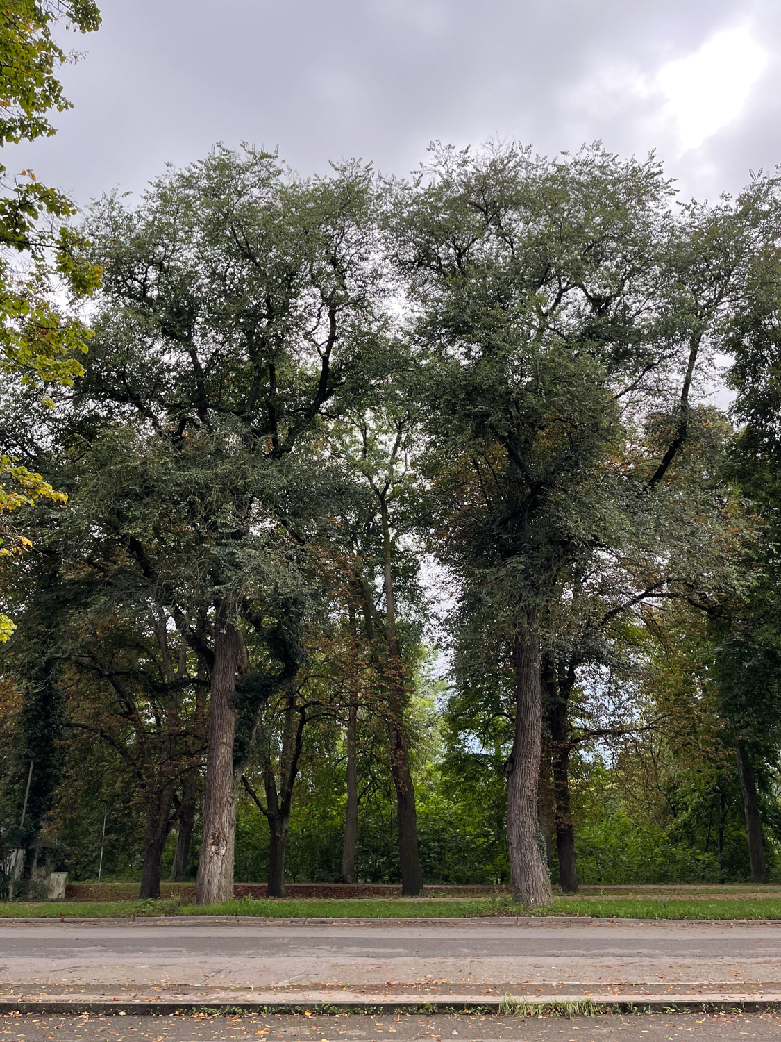 Ulmus minor - Ingolstadt - Januar 2022