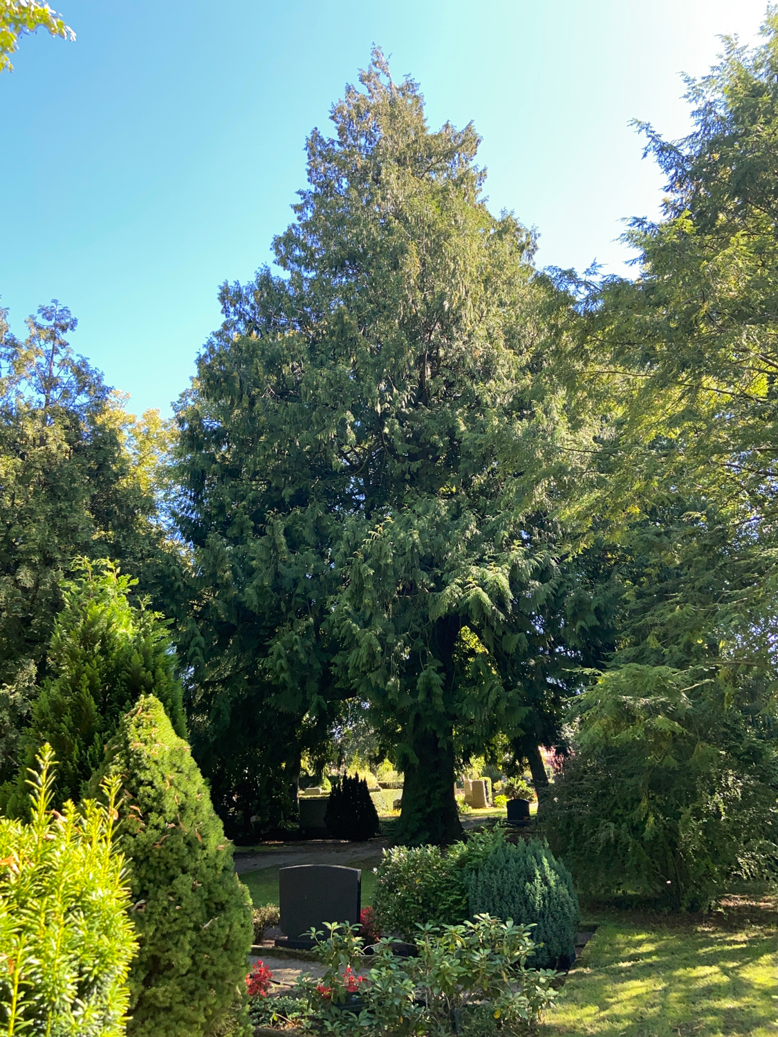 Thuja plicata - Langwedel-Daverden - September 2023