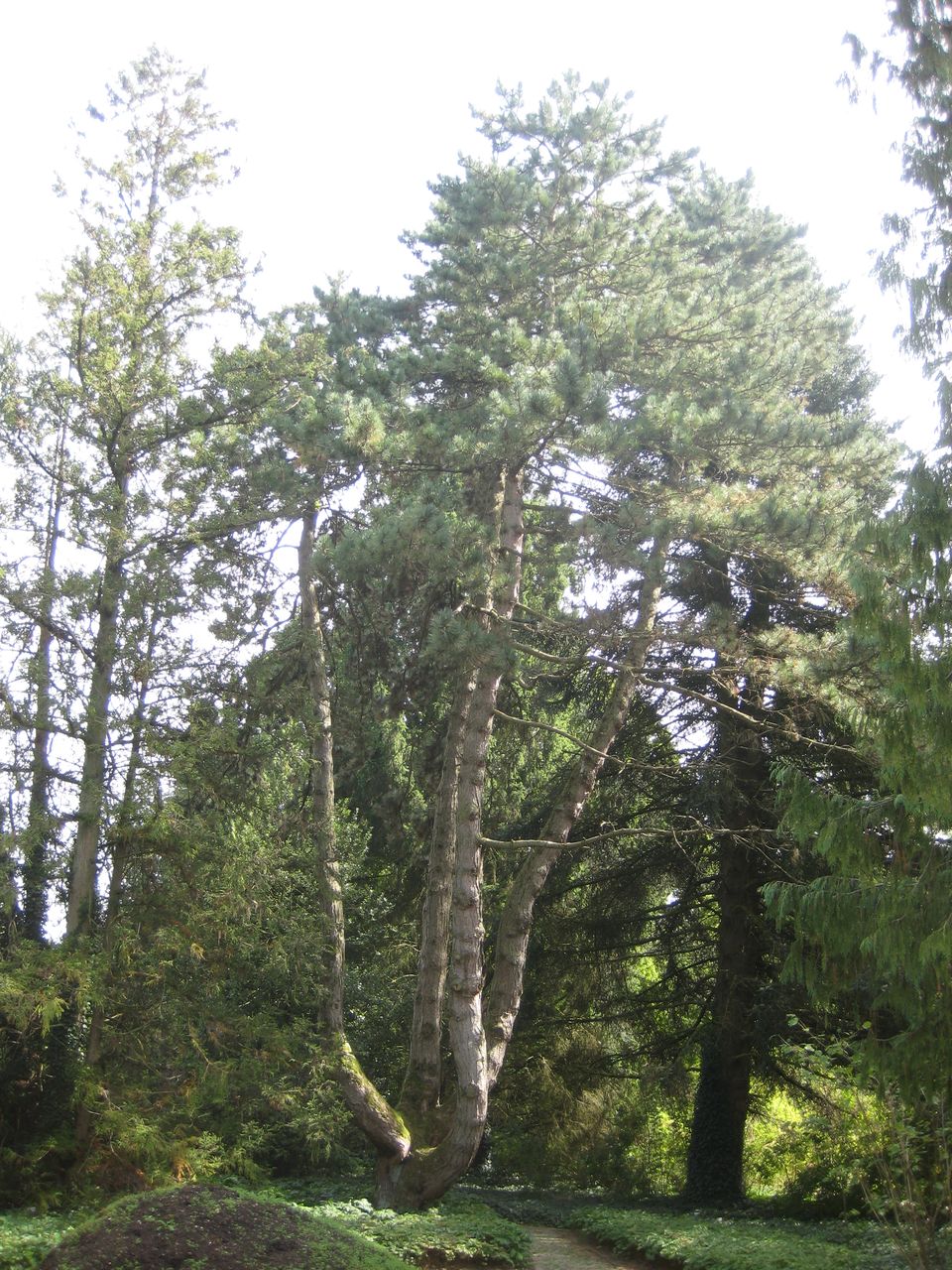 nigra Pinus subsp. pallasiana