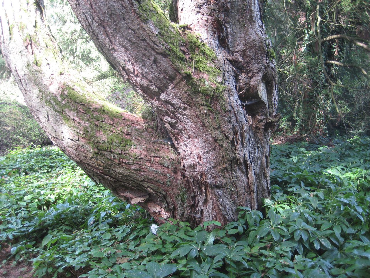 Pinus nigra subsp. Pallasiana - Freising-Weihenstephan - Sept. 2023