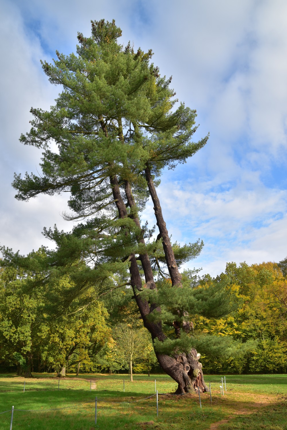 Pinus strobus