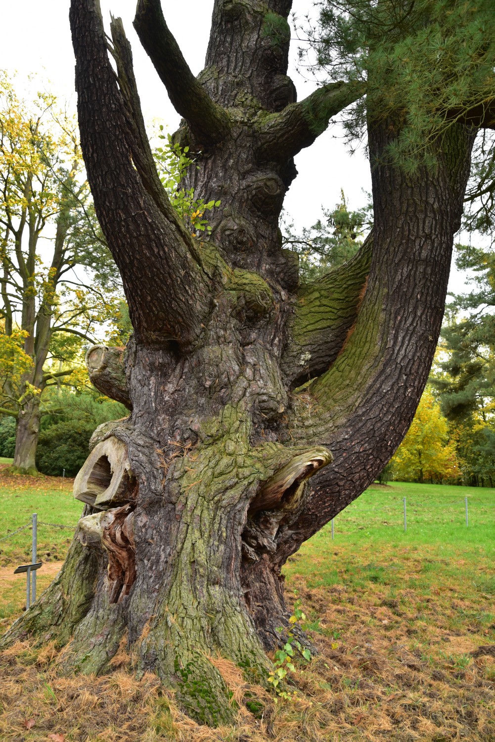 Pinus strobus - Wechselburg, Schlosspark - Oktober 2017