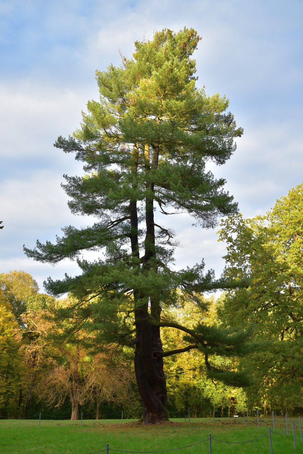 Pinus strobus - Wechselburg, Schlosspark - Oktober 2017