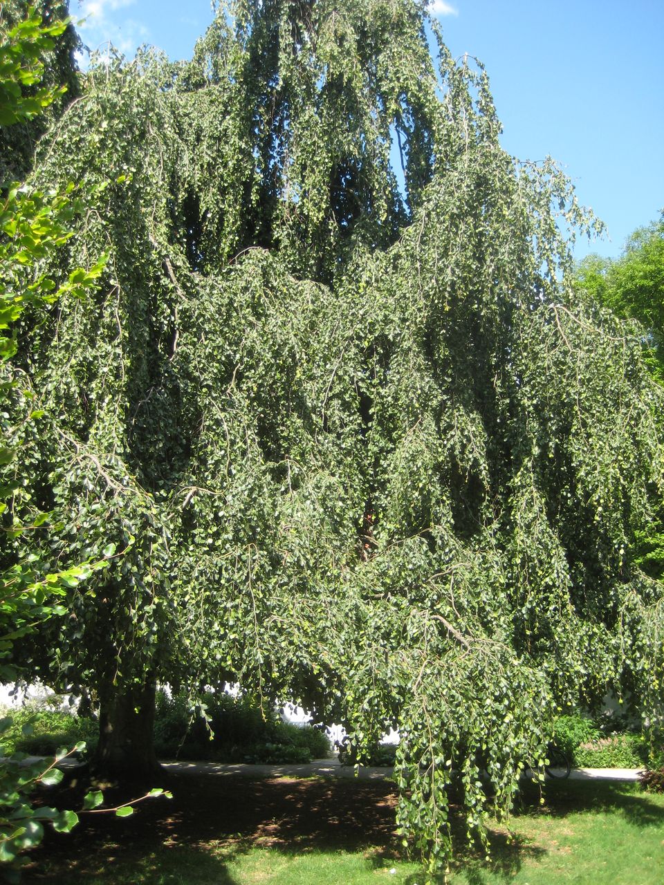 'Pendula' Fagus sylvatica