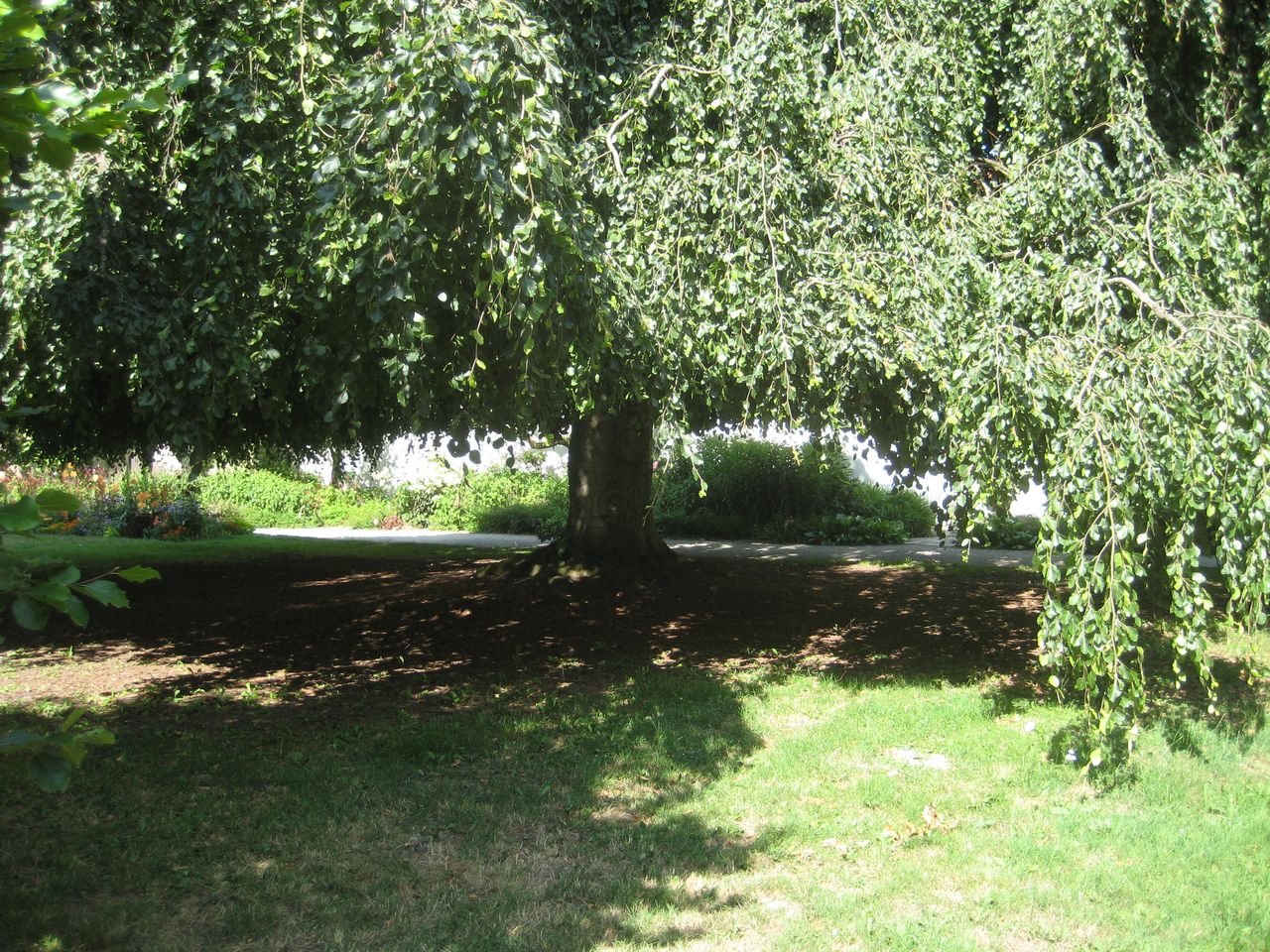 Fagus sylvatica 'Pendula' - Freising-Weihenstephan - Juli 2023