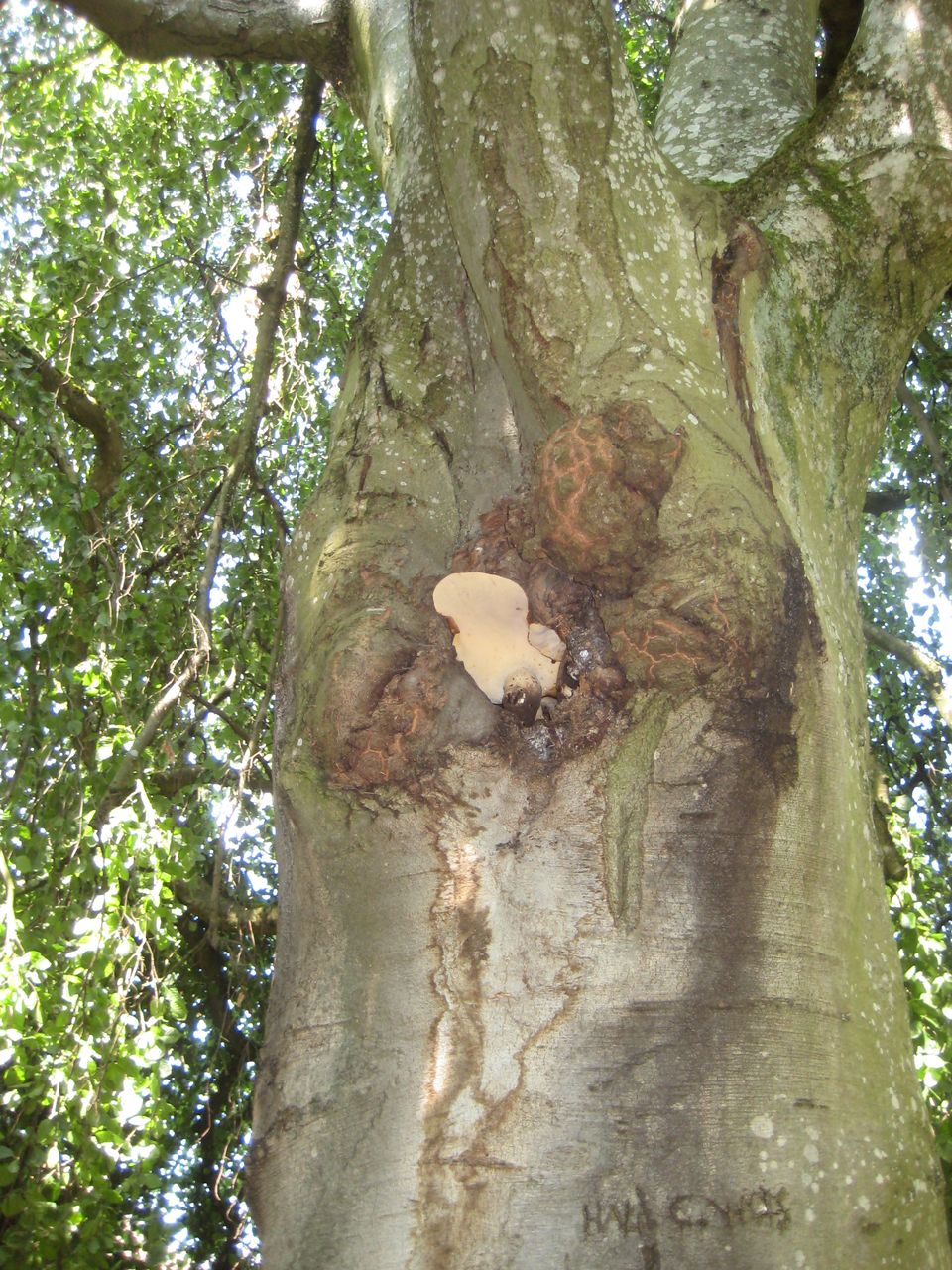 Fagus sylvatica 'Pendula' - Freising-Weihenstephan - Juli 2023