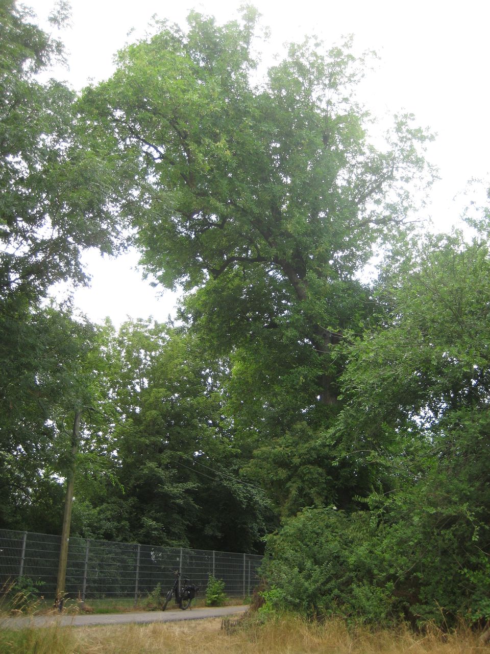 Fraxinus pennsylvanica - Hallbergmoos - Juli 2023