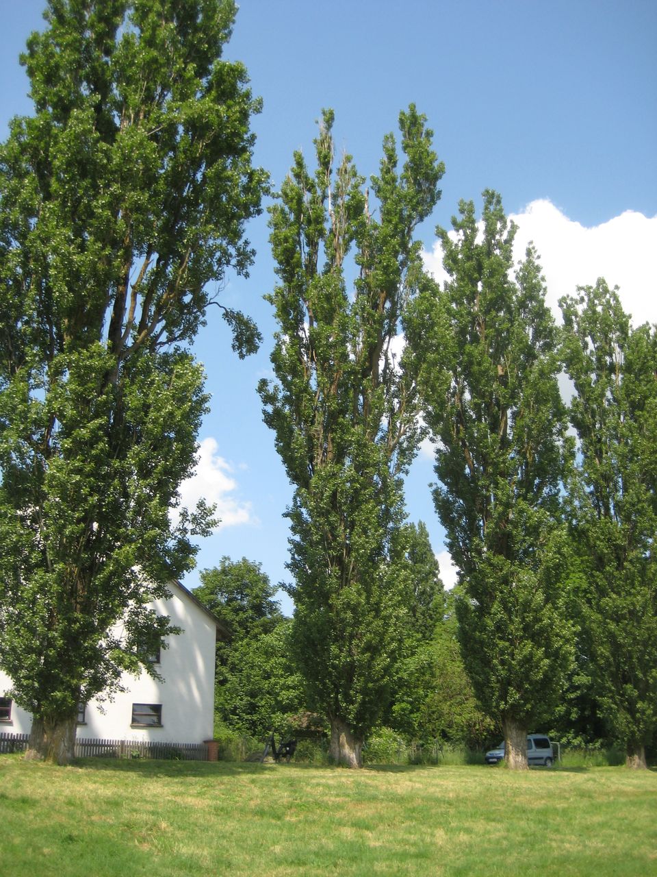 Populus nigra 'Italica' - Nandlstadt-Zeilhof - Juni 2023