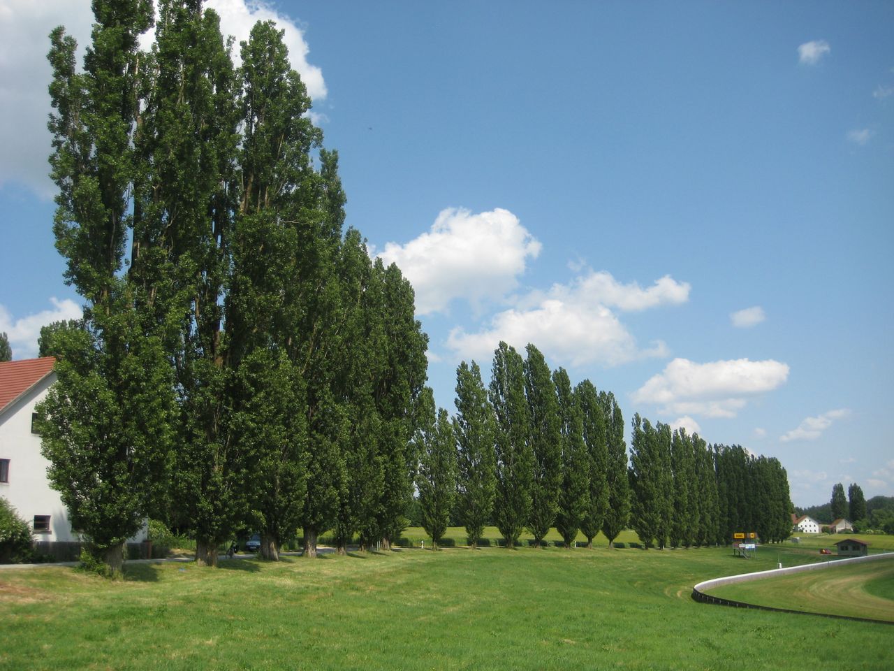 Populus nigra 'Italica' - Nandlstadt-Zeilhof - Juni 2023