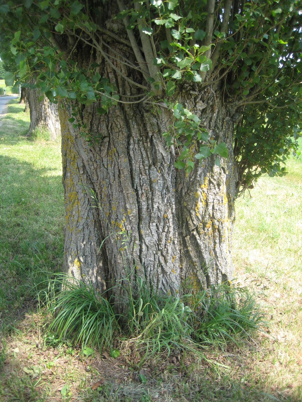 Populus nigra 'Italica' - Nandlstadt-Zeilhof - Juni 2023