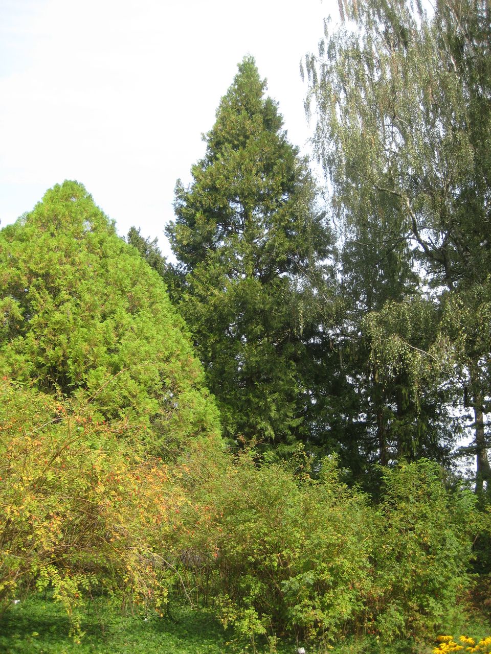 'Columnaris' Calocedrus decurrens