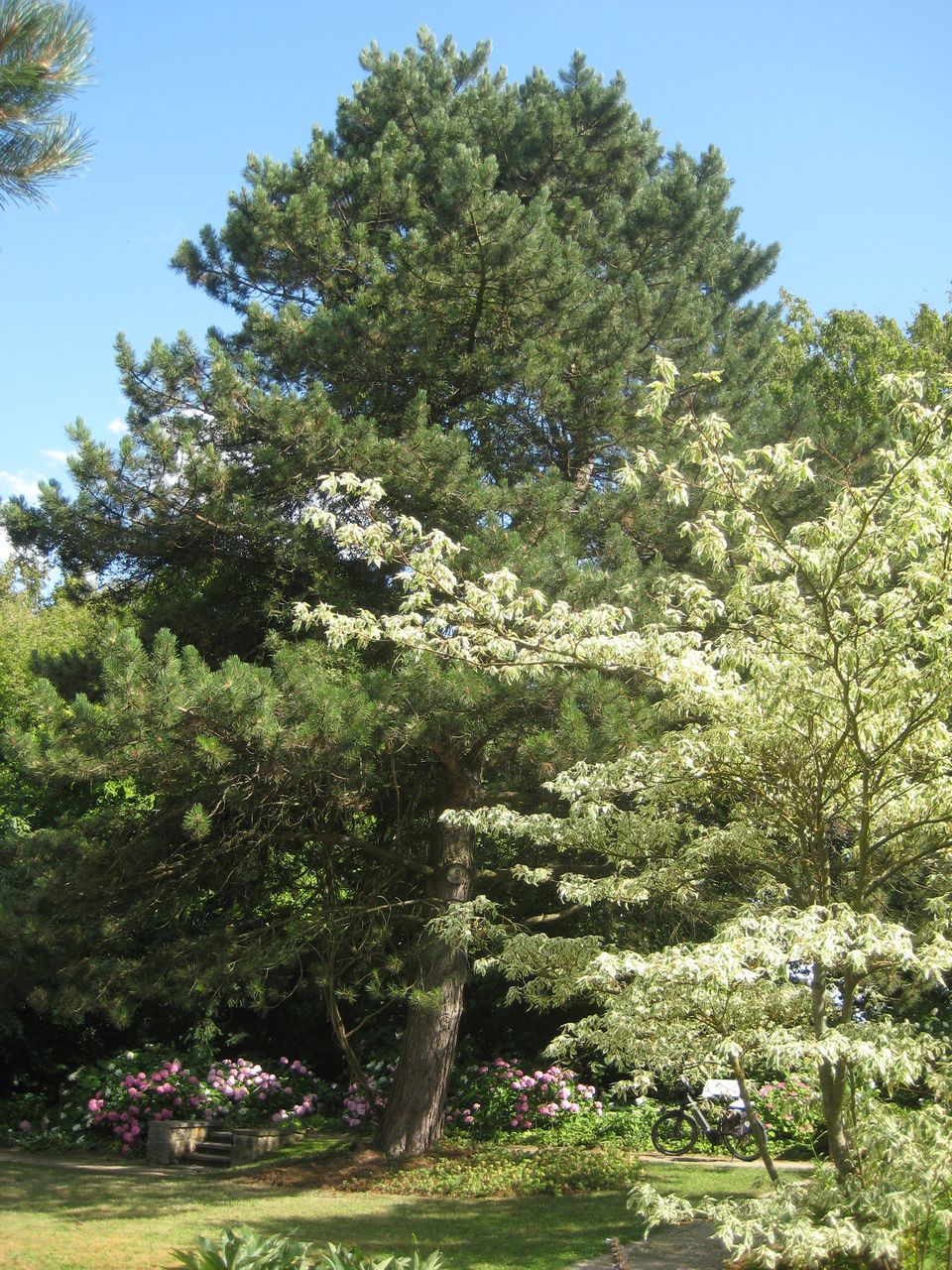nigra Pinus subsp. nigra