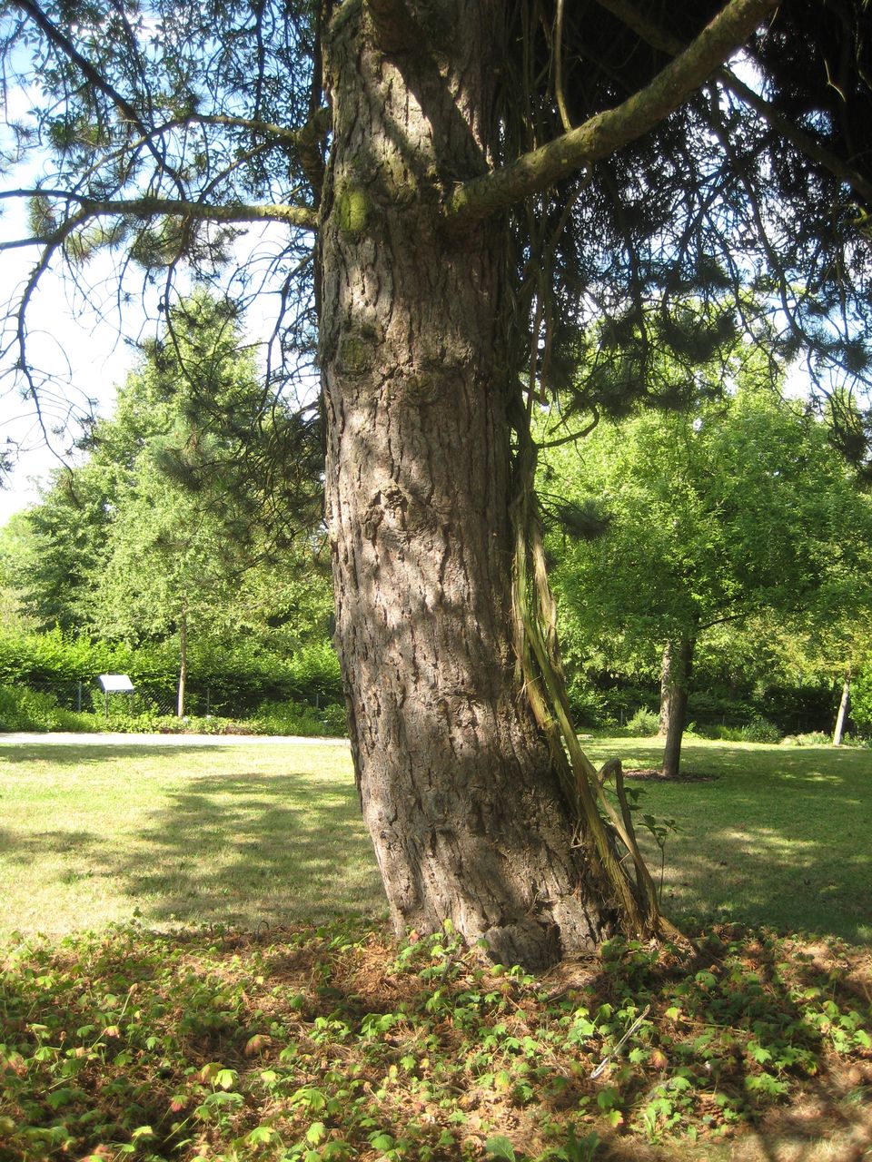 Pinus nigra - Freising-Weihenstephan - Juli 2023