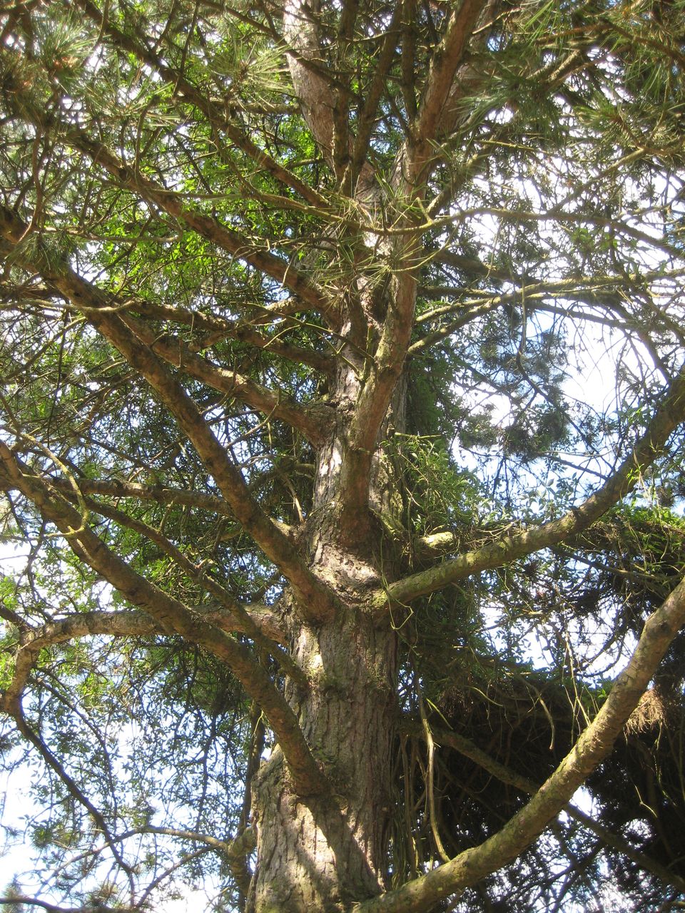 Pinus nigra - Freising-Weihenstephan - Juli 2023
