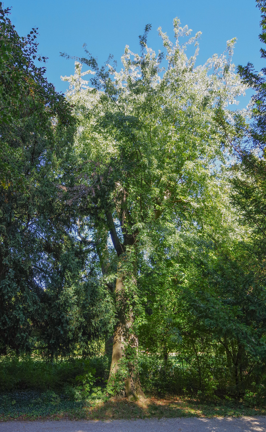 'Laciniatum Wieri' Acer saccharinum