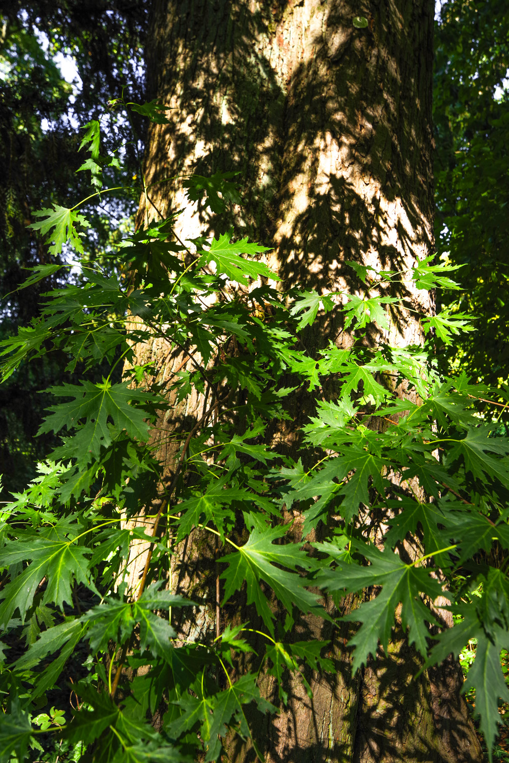 Acer saccharinum 'Laciniata Wieri' - Berlin-Britz - September 2023
