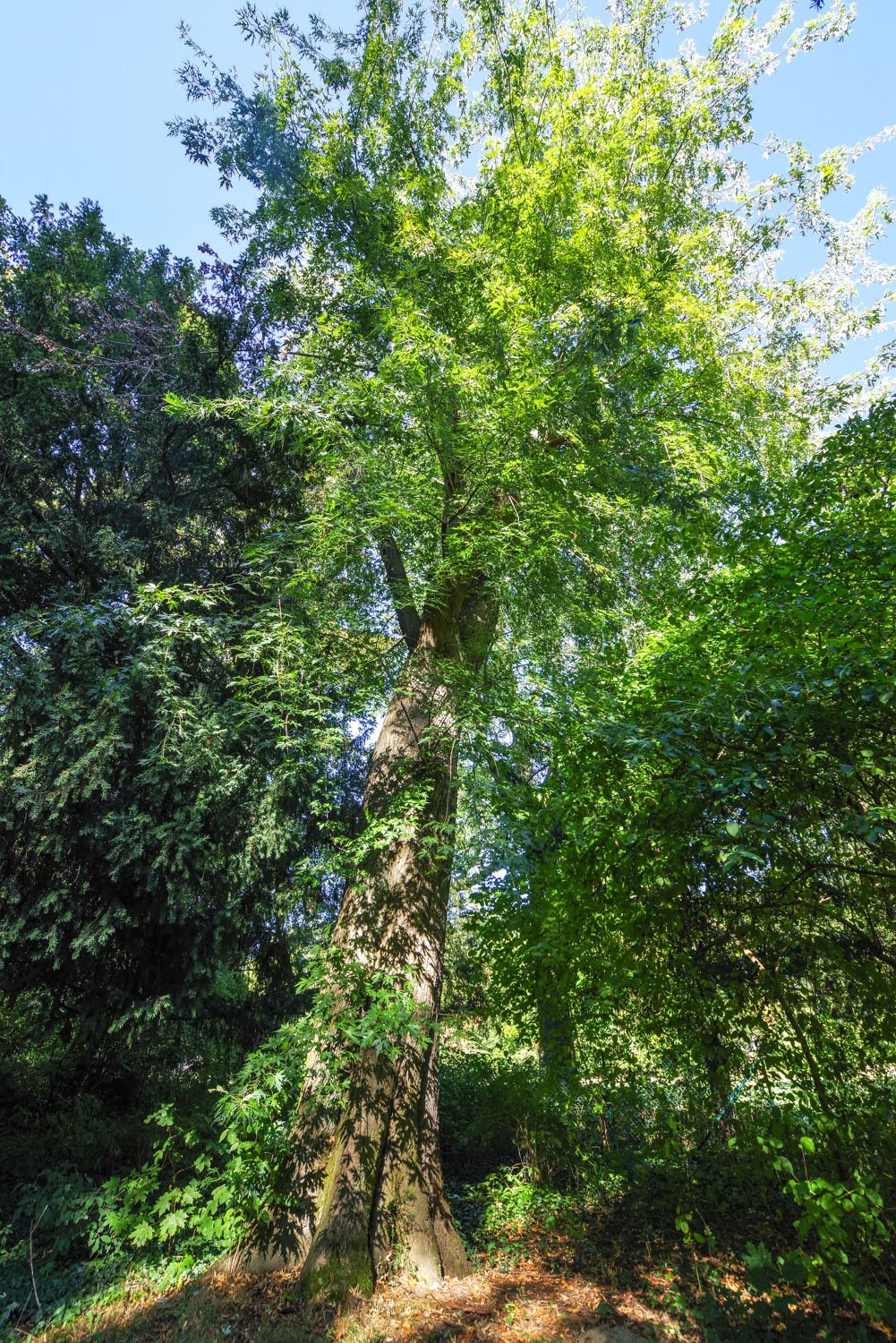 Acer saccharinum 'Laciniata Wieri' - Berlin-Britz - September 2023