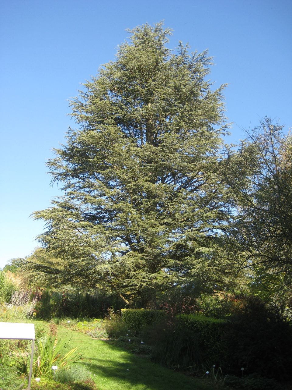 Cedrus libani var. stenocoma