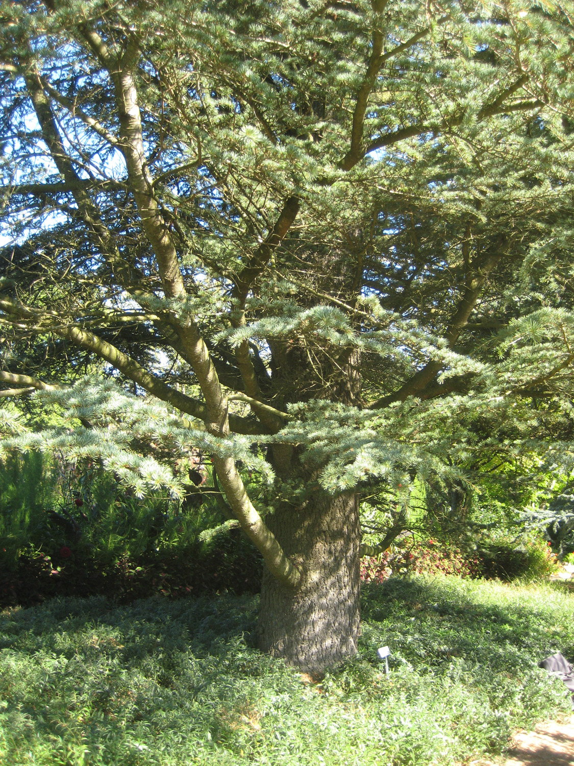 Cedrus libani var. stenocoma - Freising-Weihenstephan - Sept. 2023
