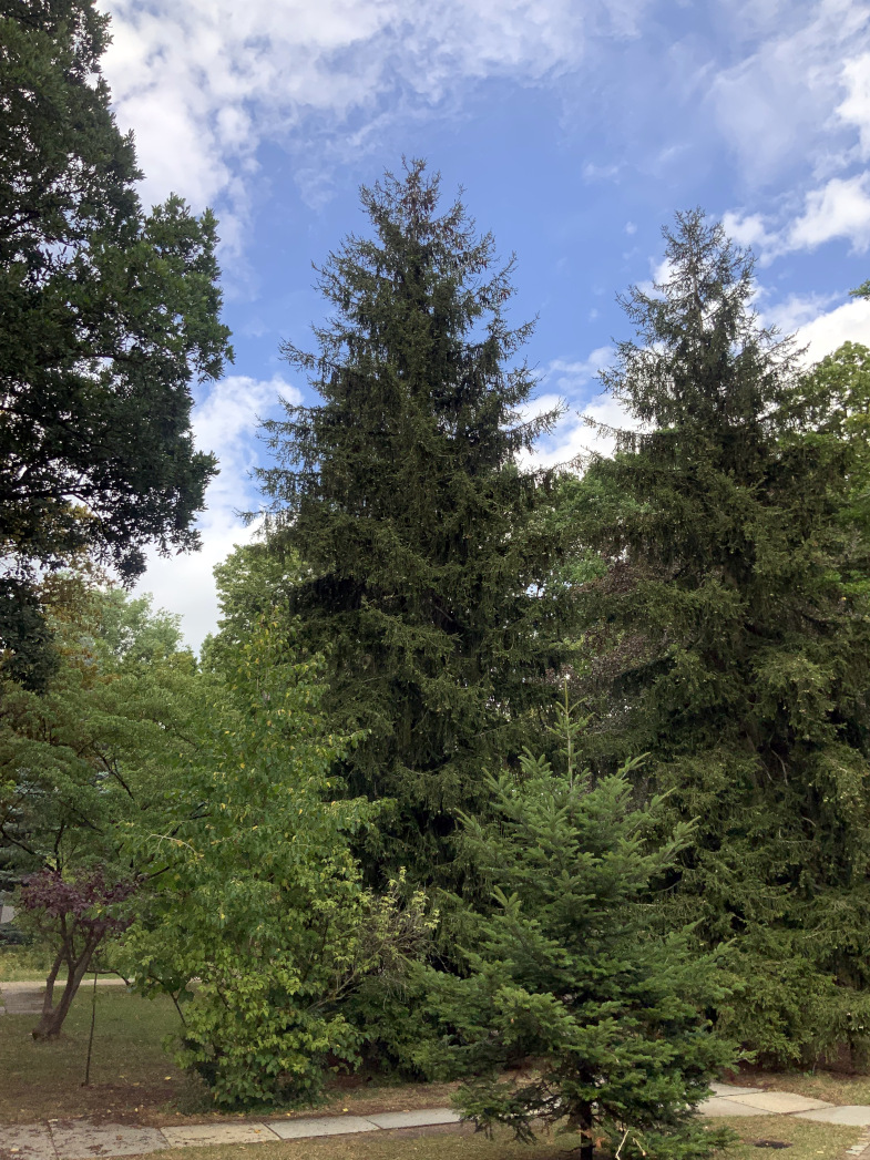 Picea orientalis - Nürnberg-Hummelstein - Sept. 2023