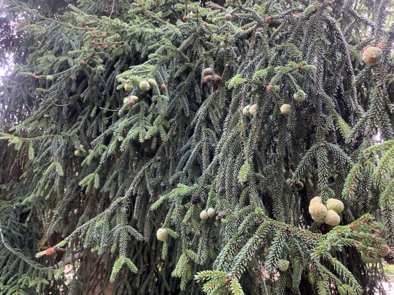 Picea orientalis - Nürnberg-Hummelstein - Sept. 2023