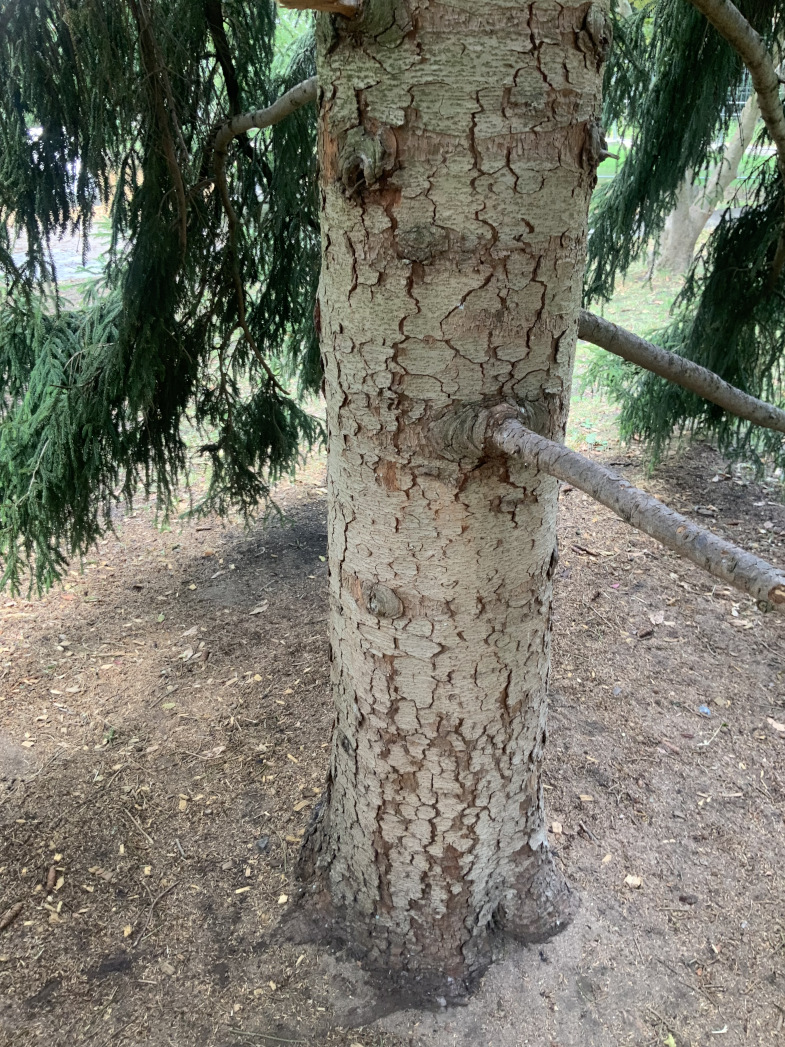 Picea orientalis - Nürnberg-Hummelstein - Borke Sept. 2023