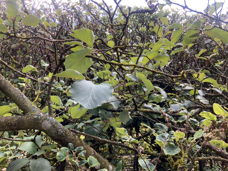 Hamamelis × intermedia - Nürnberg-Hummelstein - Sept. 2023