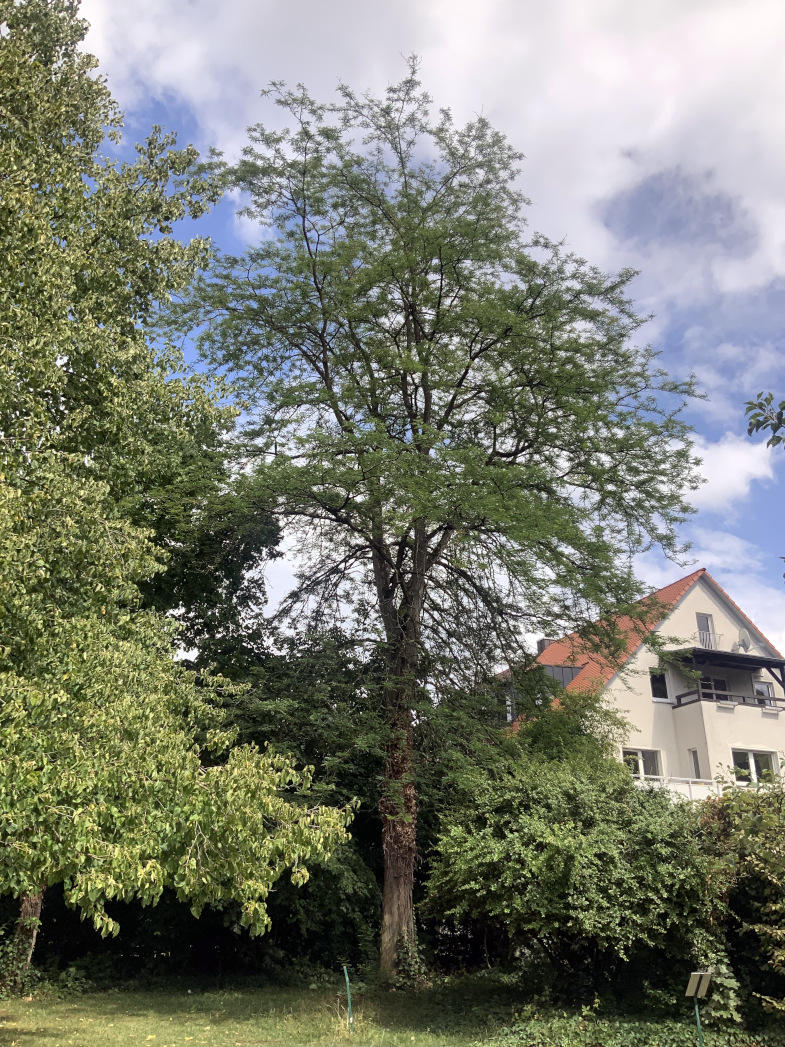 'Inermis' Gleditsia triacanthos