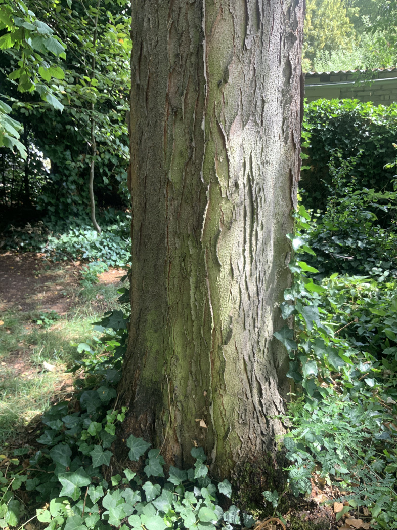 Gleditsia triacanthos 'Inermis' - Nürnberg-Hummelstein - Borke Sept. 2023