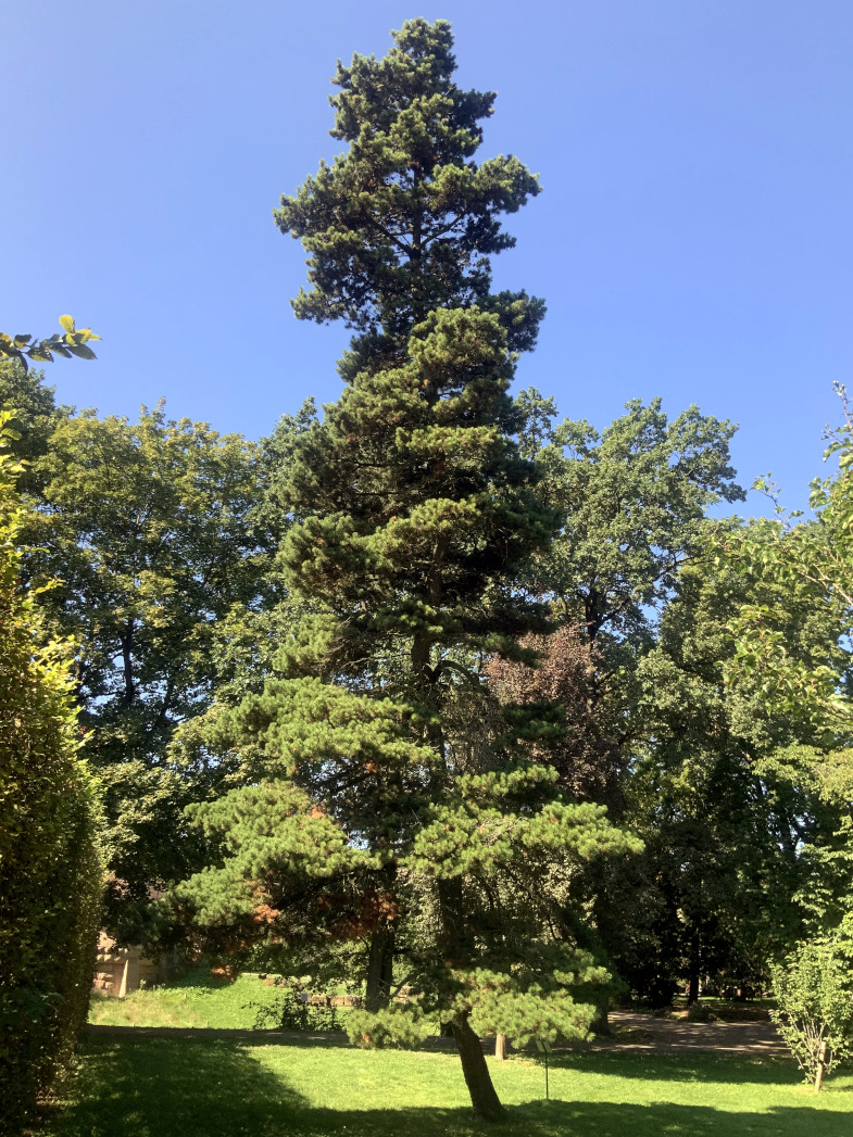 contorta Pinus subsp. contorta