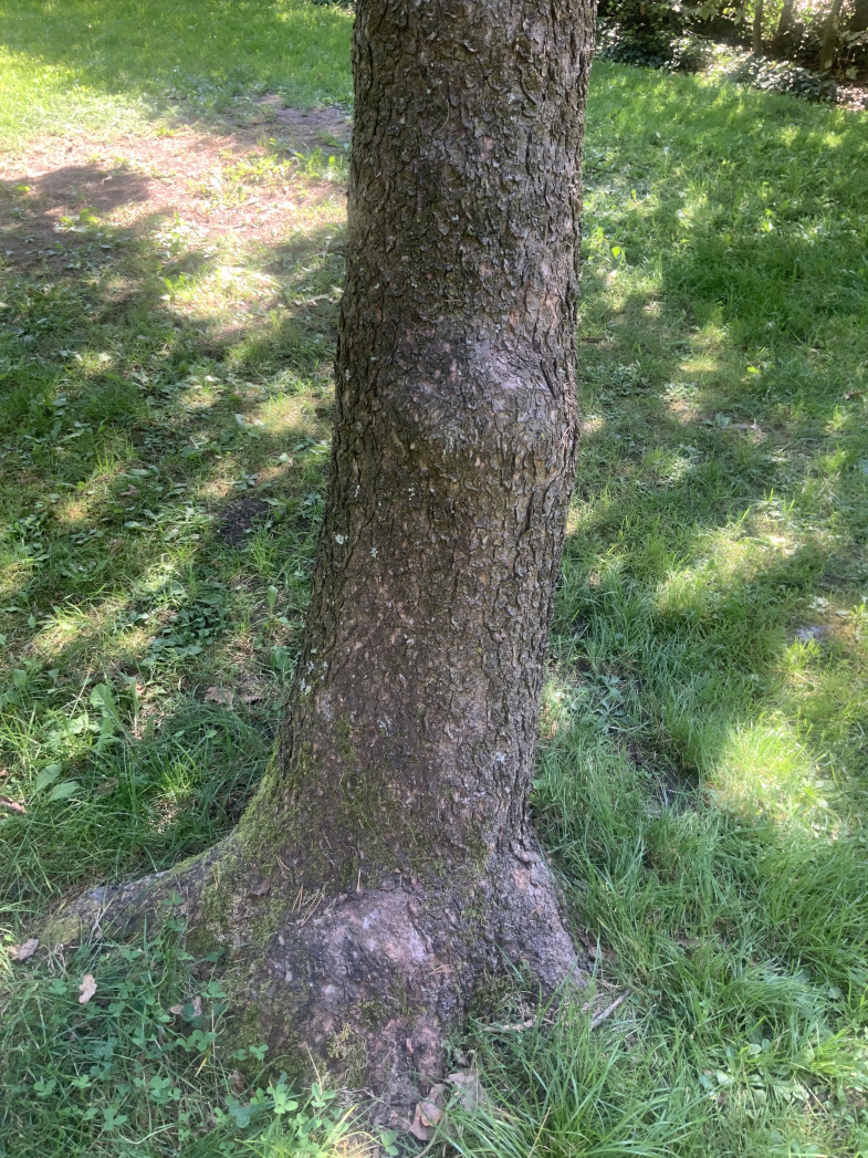 Pinus contorta subsp. contorta - Nürnberg-Hummelstein - Borke Sept. 2023