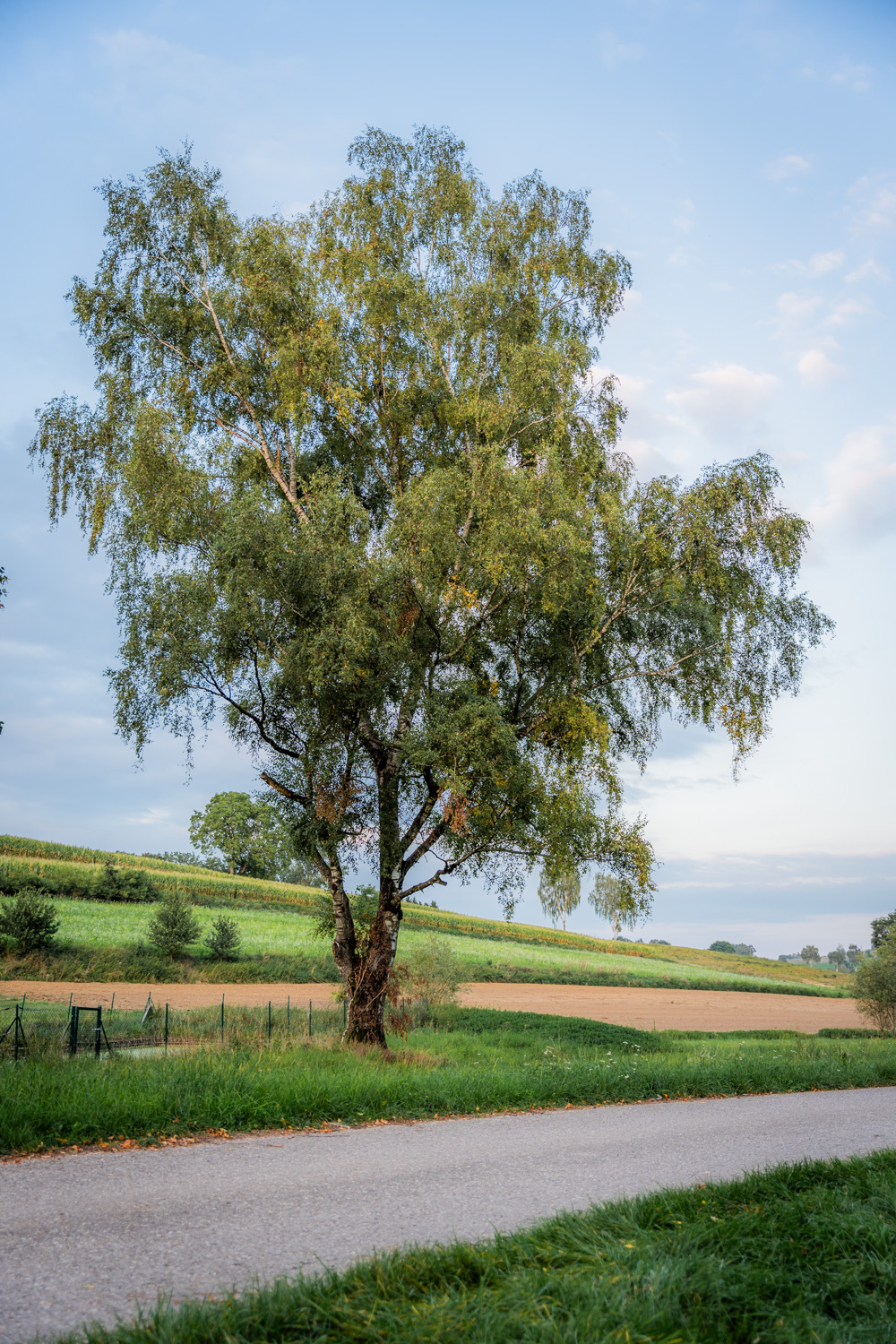 Betula pendula - Hohenwart-Steinerskirchen - Sept. 2023