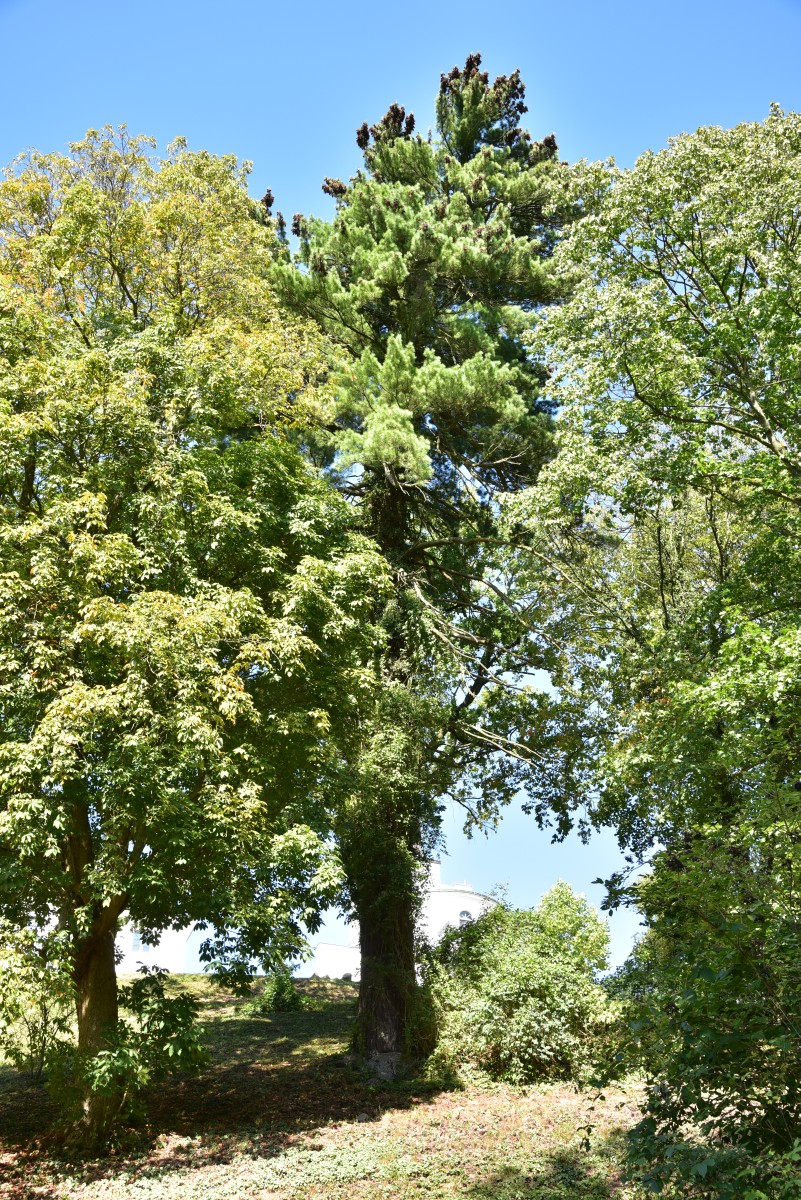 Pinus strobus