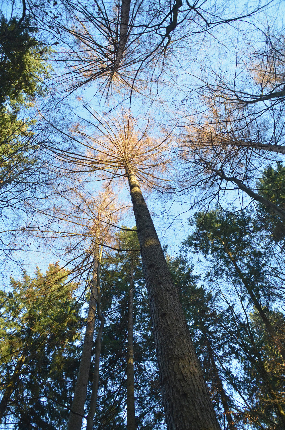 kaempferi Larix