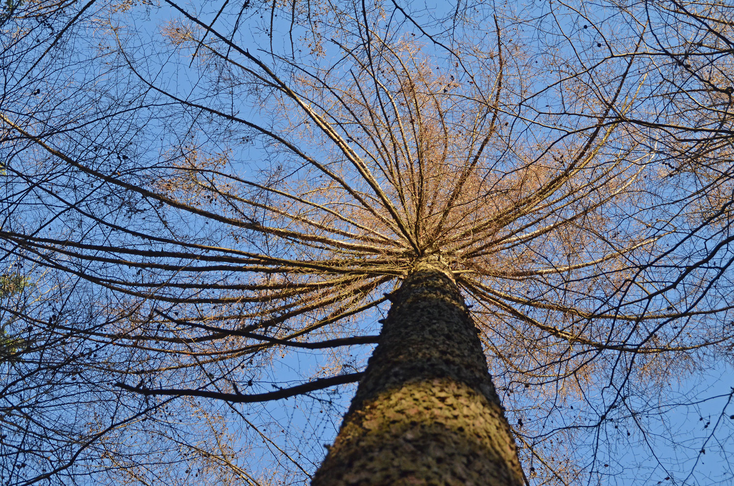 Larix kaempferi - Metzingen - Febr. 2023