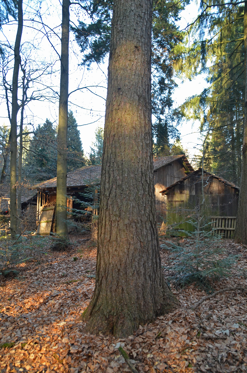 Larix kaempferi - Metzingen - Febr. 2023